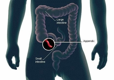 Appendix.jpg