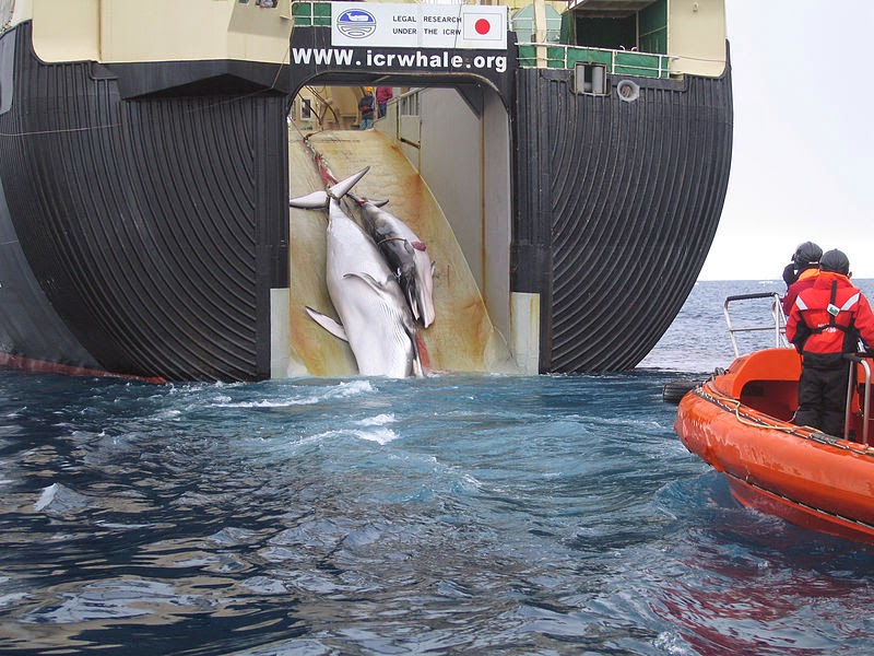 Japan Factory Ship Nisshin Maru Whaling Mother And Calf.jpg