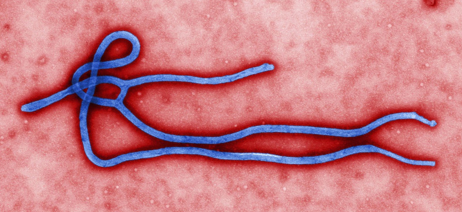English Ebola Virus Virion Created Cdc Microbiologist Cynthi.jpg
