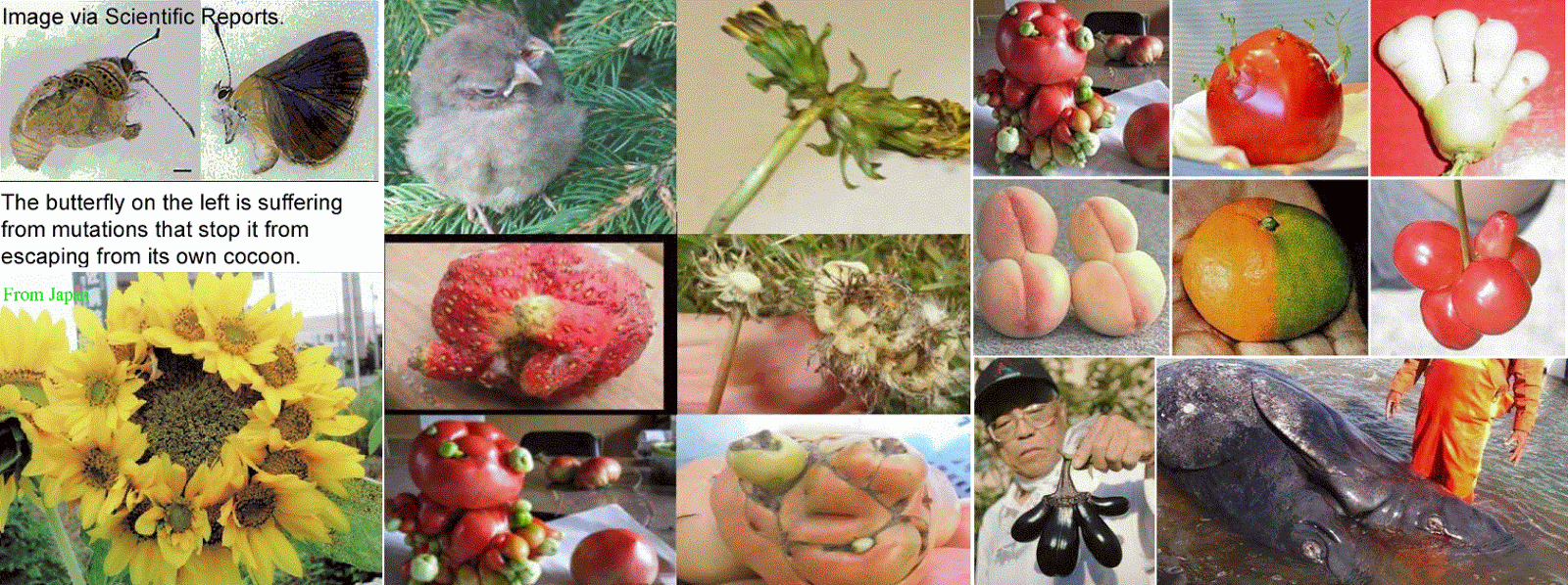 Fukushima2bmutations2b 2bbutterfiles252c2bfruits252c2bvegetables252c2bflowers252c2bwhale.gif