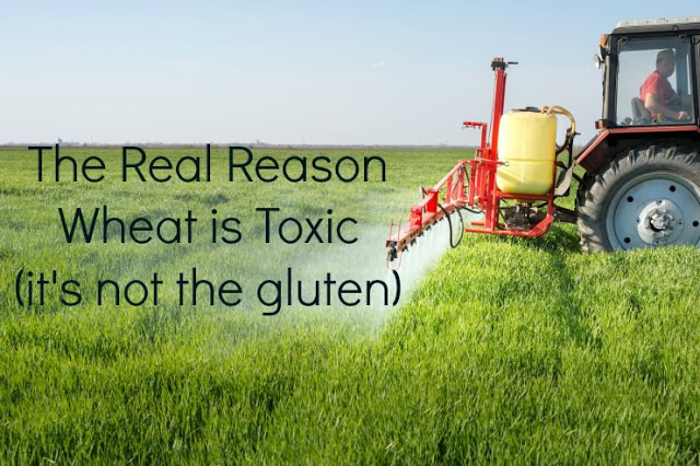 Wheat Is Toxic And Its Not The Gluten Mini.jpg