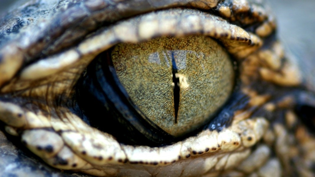 Crocodile Eye Reptilian