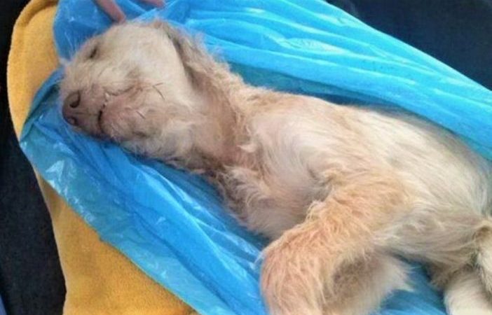 Body Of ‘raped Dog’ Found Inside Greek Migrant Camp