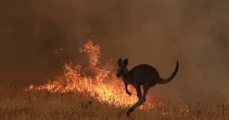 Nearly 200 People Arrested Across Australia For Deliberately Starting Bushfires