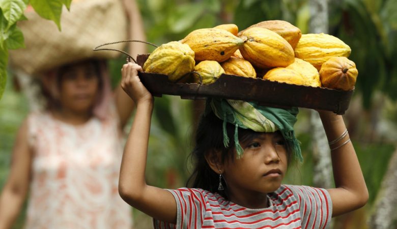 Most Of World’s Chocolate Comes From Child Labor 1.5 Million Children Work In Cocoa Production, Some As Young As Five