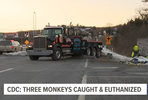 pennsylvania woman who came in contact with cdc monkeys after crash is experiencing cold like symptoms, pink eye and a cough