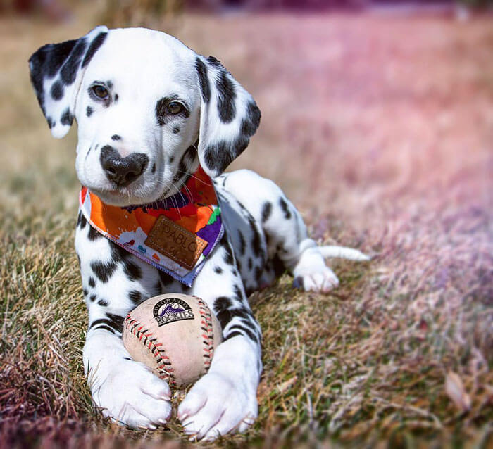 Meet Wiley, The Cutest Dalmatian Dog With A Heart On His Nose 17