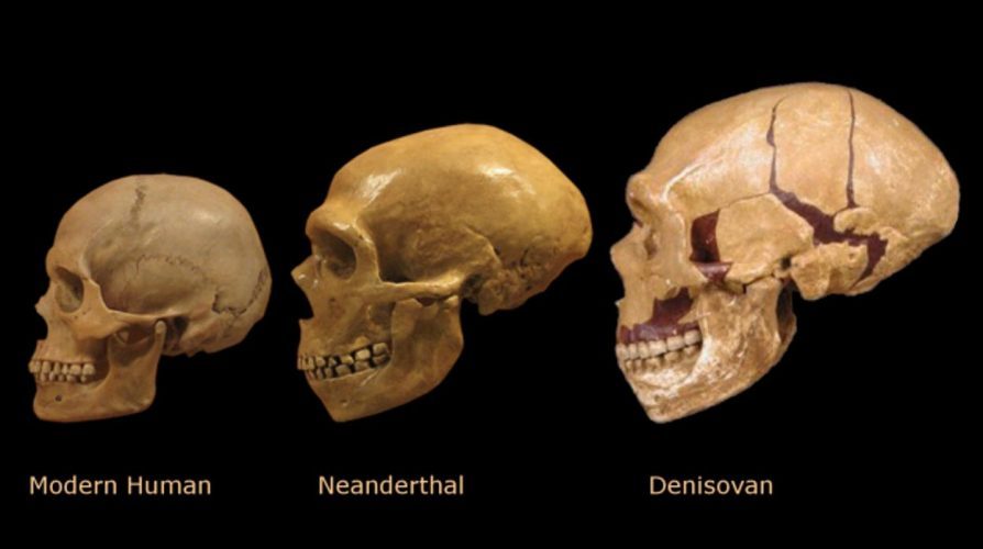 Homo Denisovan
