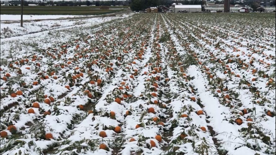 Snow Dead Crops
