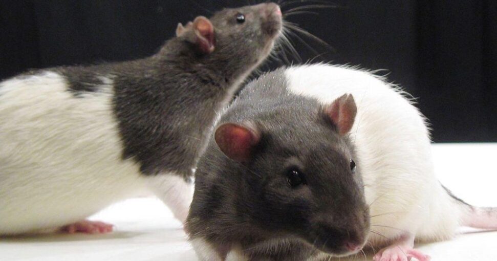 furthering the transgender agenda study funded by chan zuckerberg initiative has male rats give birth